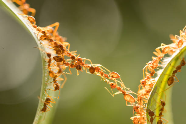 istock Ant action standing.Ant bridge unity team,Concept team work together 942892264