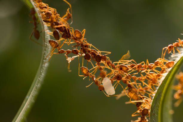 istock Ant action standing.Ant bridge unity team,Concept team work together 942892310