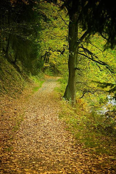 istock autumnal path by a little creek 94289232