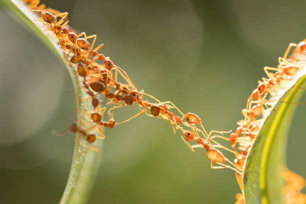 istock Ant action standing.Ant bridge unity team,Concept team work together 942892406