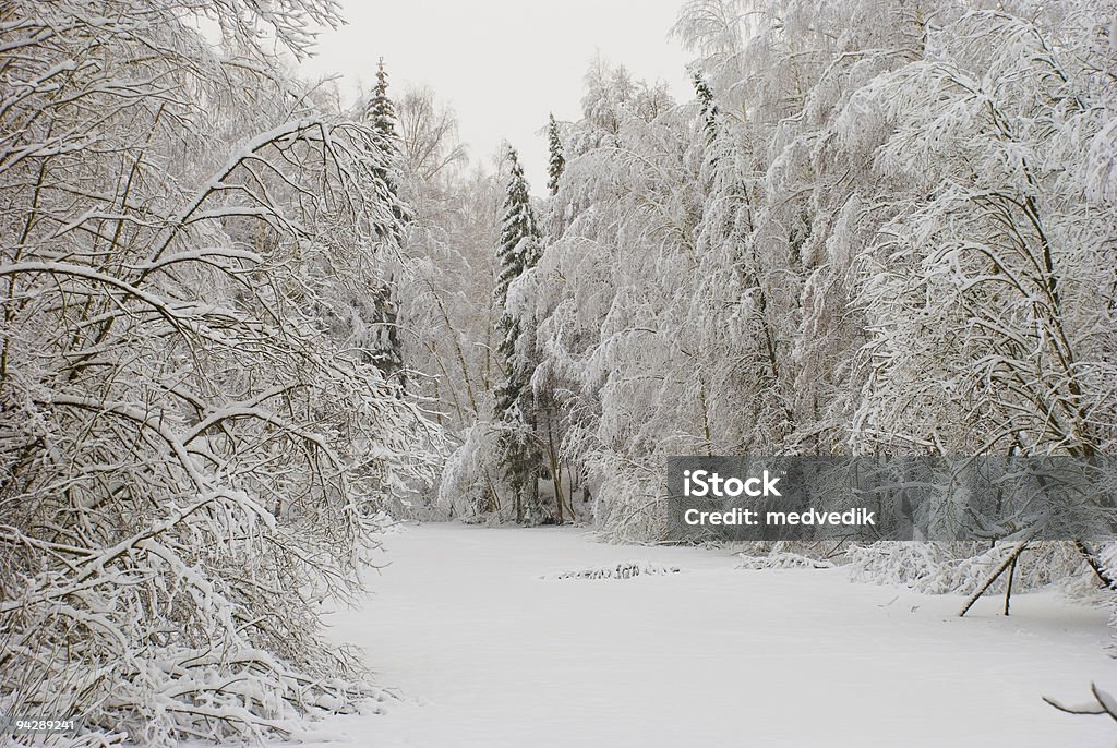 Lago - Foto de stock de Bosque - Floresta royalty-free