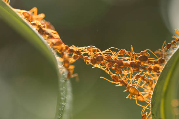 istock Ant action standing.Ant bridge unity team,Concept team work together 942892486