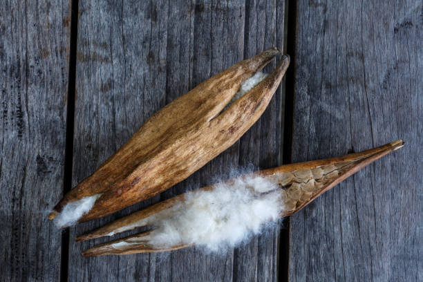istock Blossom Ceiba or capoc on the tree, this blossom white silk cotton use for making pillow 942892880
