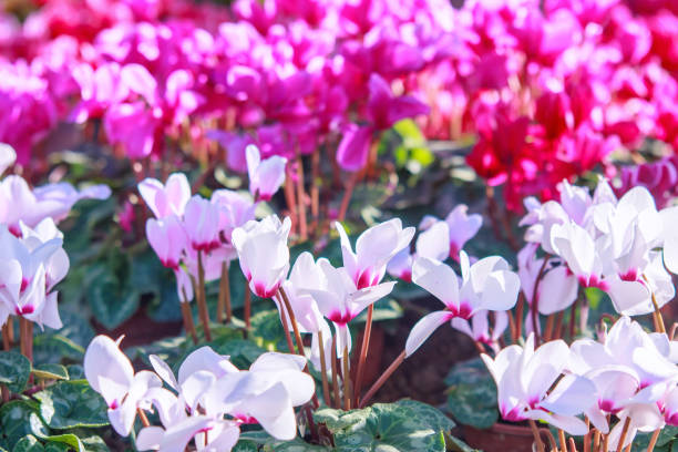 istock Tulip, orchid, Lilly, cyclamen 942893058