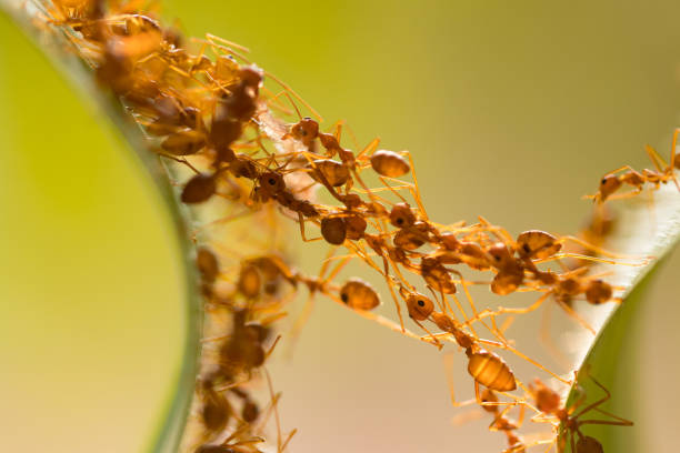 istock Ant action standing.Ant bridge unity team,Concept team work together 942893328