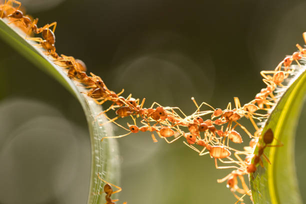 istock Ant action standing.Ant bridge unity team,Concept team work together 942893828