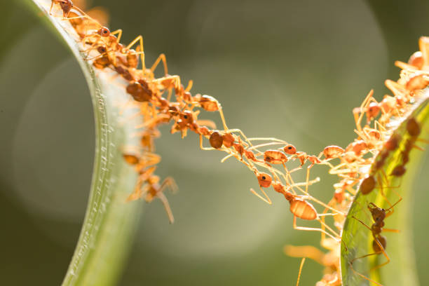 istock Ant action standing.Ant bridge unity team,Concept team work together 942893868