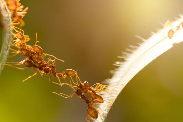 istock Ant action standing.Ant bridge unity team,Concept team work together 942893964