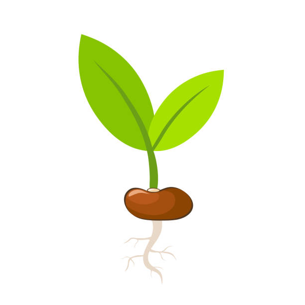 eps 10 株式ベクトル図、春の植物概念種子から成長する緑の植物の葉 - ときめき点のイラスト素材／クリップアート素材／マンガ素材／アイコン素材