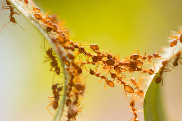istock Ant action standing.Ant bridge unity team,Concept team work together 942894040