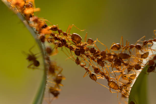 istock Ant action standing.Ant bridge unity team,Concept team work together 942894364