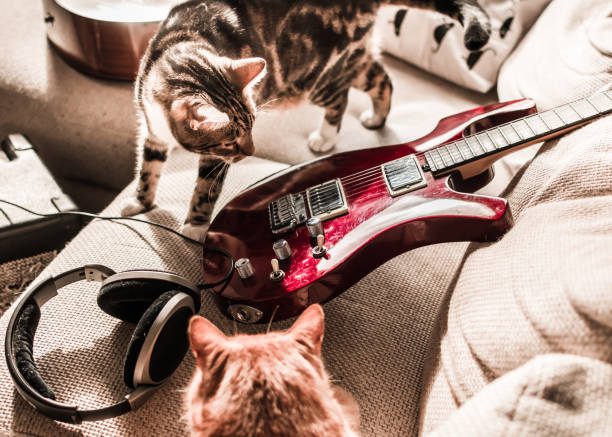 istock Two cats and electric guitar on a couch 942894530