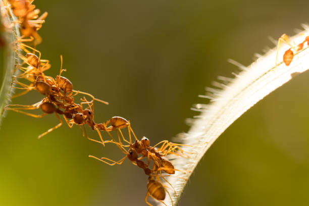 istock Ant action standing.Ant bridge unity team,Concept team work together 942894646