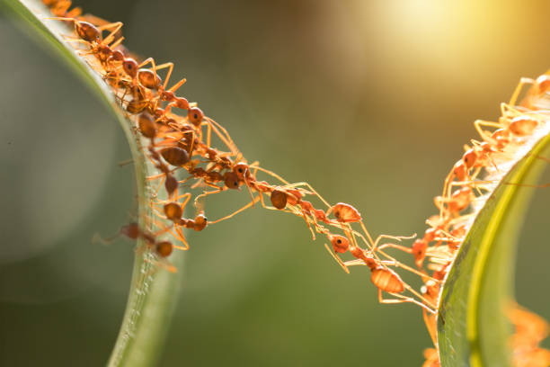 istock Ant action standing.Ant bridge unity team,Concept team work together 942894912