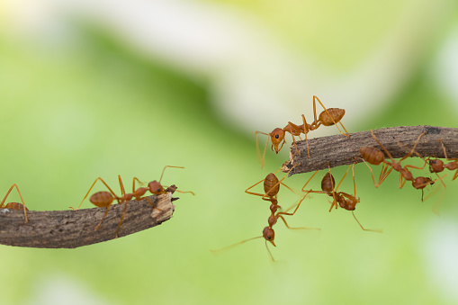 Ameise Aktion Stehen Ameise Brücke Einheit Team Konzeptteams Arbeiten