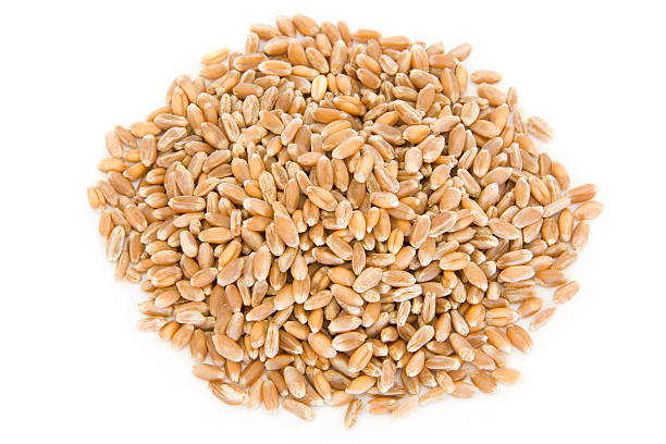 istock Pile of wheat berries on white 94289840
