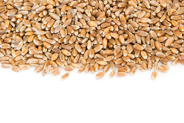 istock Border of wheat berries on white 94289854