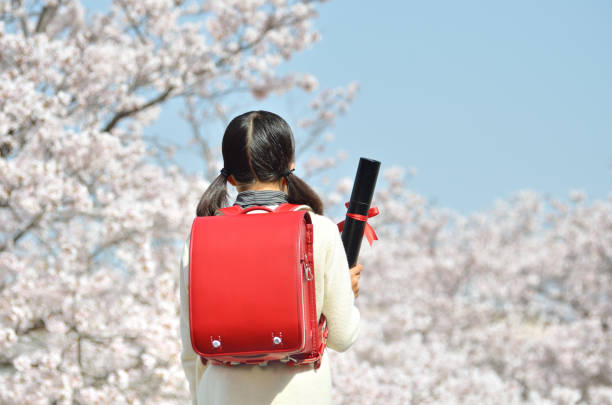 Japanese elementary school student (cherry, graduation) stock photo