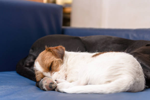 Small purebred dog Jack Russell Terrier sleeping on couch next to a large black dog amstaff. Hugged and loving. stock photo