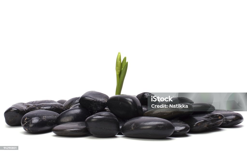Germen verde fresca y negro de piedras - Foto de stock de Blanco - Color libre de derechos