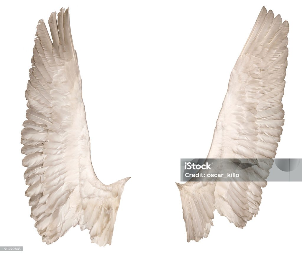 wings over bianco, vista anteriore - Foto stock royalty-free di Ala di animale