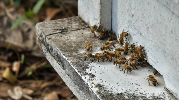 istock bees flying back in hive after a harvest period, Thailand. 942908444