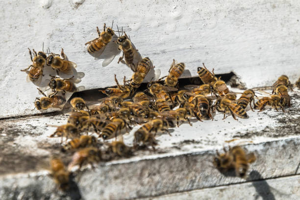 istock bees flying back in hive after a harvest period, Thailand. 942908880