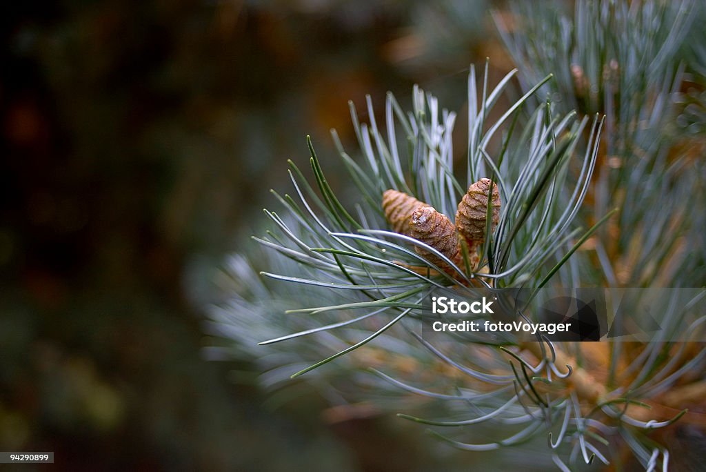 Bleu-vert, pine needles et cônes - Photo de Aiguille - Partie d'une plante libre de droits