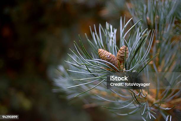 Photo libre de droit de Bleuvert Pine Needles Et Cônes banque d'images et plus d'images libres de droit de Aiguille - Partie d'une plante - Aiguille - Partie d'une plante, Arbre, Automne