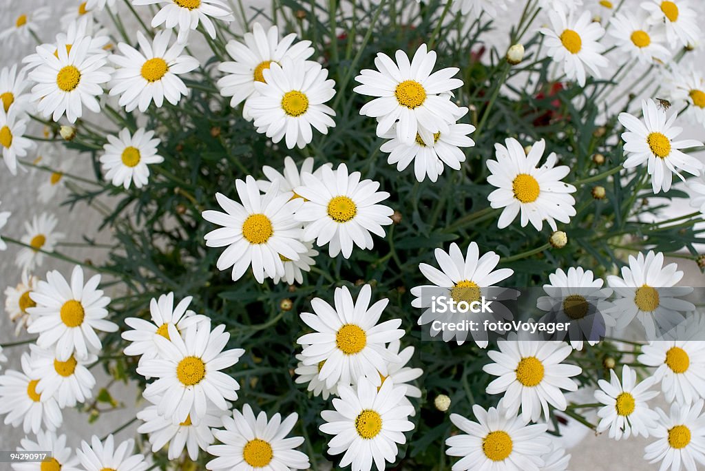 Gänseblümchen - Lizenzfrei Allergie Stock-Foto