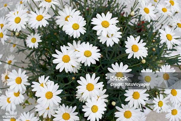 Gänseblümchen Stockfoto und mehr Bilder von Allergie - Allergie, Asthmatisch, Baumblüte