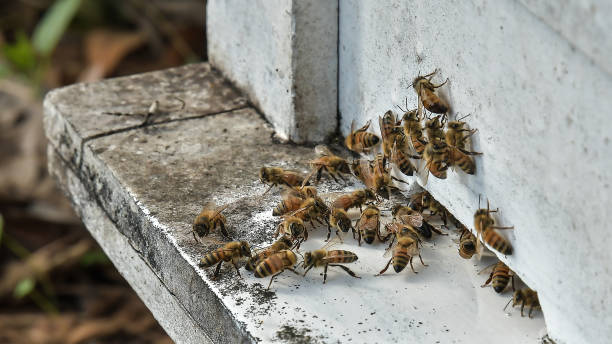 istock bees flying back in hive after a harvest period, Thailand. 942909398