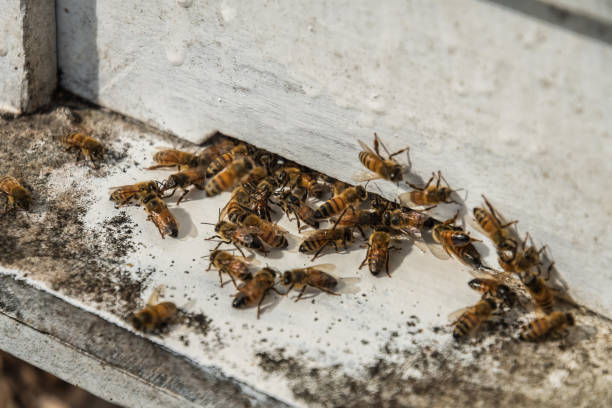 istock bees flying back in hive after a harvest period, Thailand. 942909486