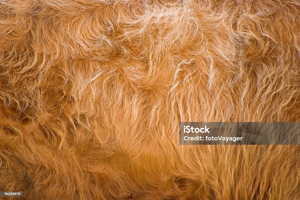 Cheveux bruns - Photo de Bovin libre de droits