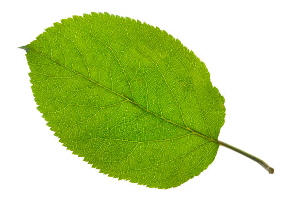 istock single leaf of apple tree isolated over white background 942912976
