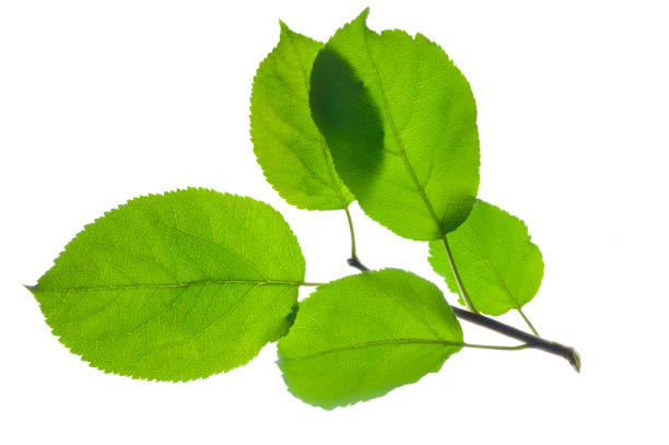 흰색 배경 위에 고립 된 사과 나무의 잎을 가진 단일 나뭇가지 - nature symmetry herbal medicine green 뉴스 사진 이미지