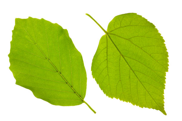 너도 밤나무와 린든 나무 흰색 배경에 고립의 단일 리프 - nature symmetry herbal medicine green 뉴스 사진 이미지