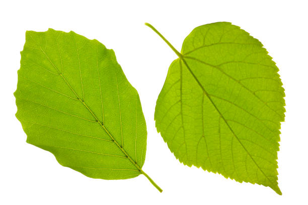 istock single leaf of beech and linden tree isolated over white background 942915788