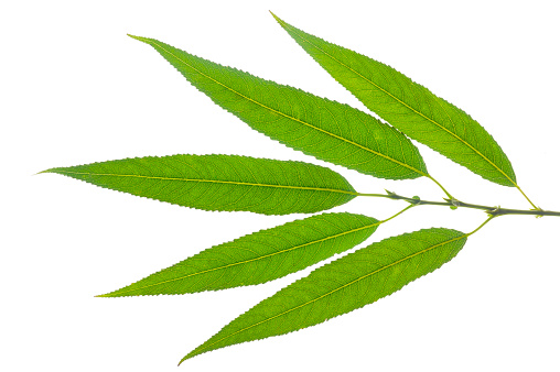 single leaf of willow tree isolated over white background