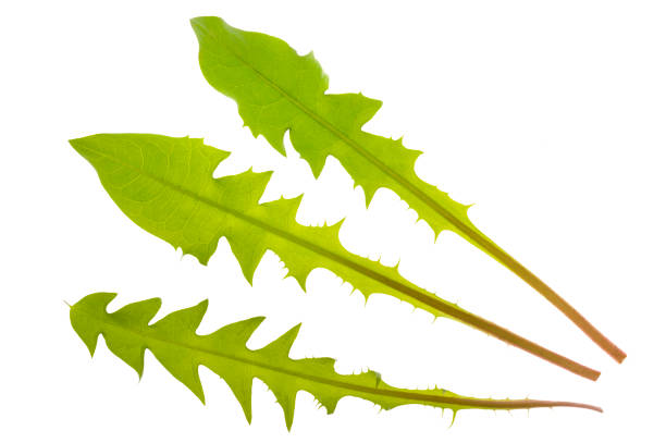 흰색 배경 위에 절연 민들레 식물의 3 개의 단일 나뭇잎 - nature symmetry herbal medicine green 뉴스 사진 이미지