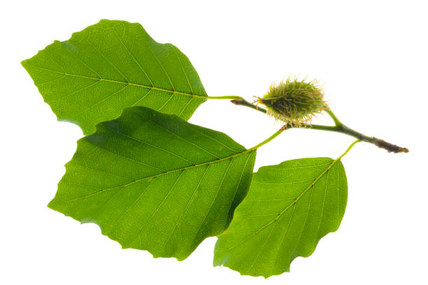 istock single twig with leaves of beech tree with fruits isolated over white background 942916732
