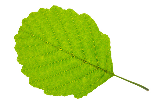 single leaf of alder tree isolated over white background