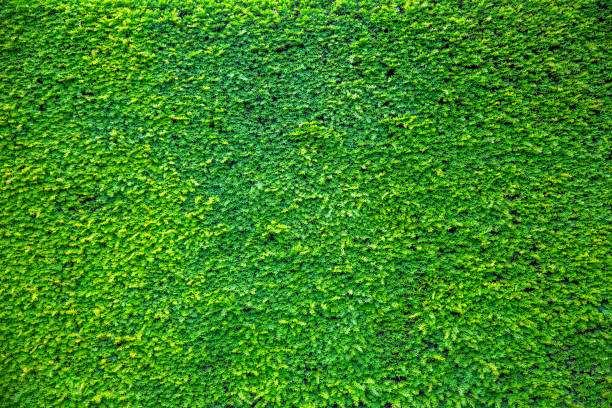istock Green Plant Leaves on Wall 942919760