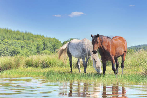 istock horses grazing herb in a swamp 942920710