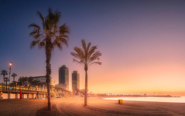 Dramatic sunrset on beach of Barcelona with palm Dramatic sunrset on Barceloneta beach of Barcelona with palm in the foreground, Spain barcelona beach stock pictures, royalty-free photos & images