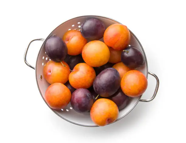 Yellow and purple plums in colander. Top view.