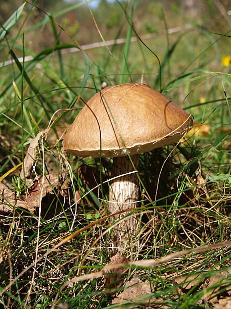 big mashroom - carpathian mountain range zdjęcia i obrazy z banku zdjęć