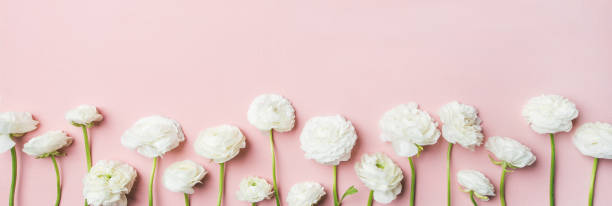 istock Saint Valentines Day background with ranunculus flowers, wide composition 942929762