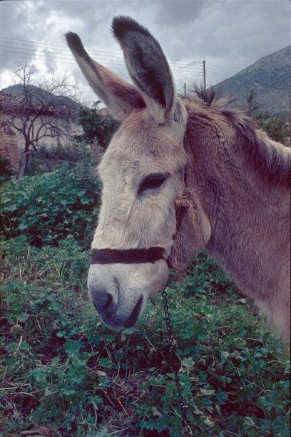 istock Portrait of a donkey 942929794