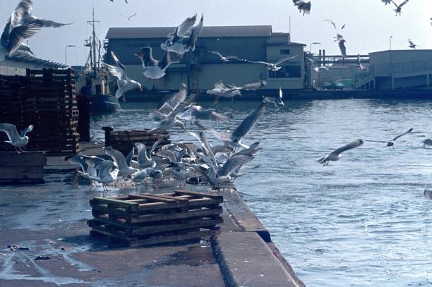 gulls pounce on fish leftovers in the harbor - dining nautical vessel recreational boat europe imagens e fotografias de stock